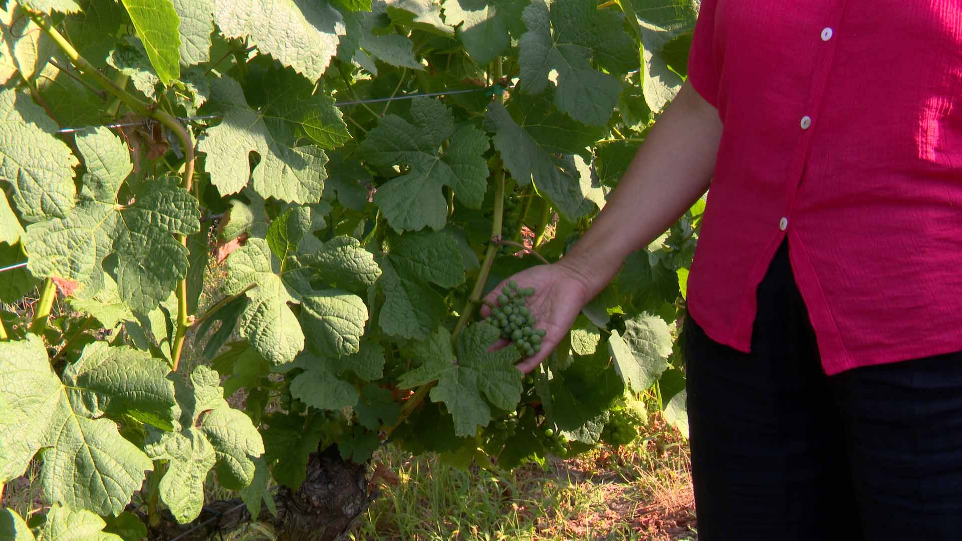 La viticultura de Vides Singulares